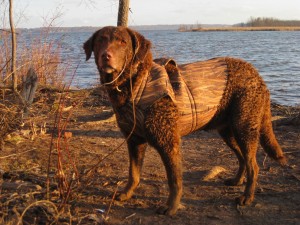 Rosie, Chesapeake Bay Retriever in her natural element Chessie